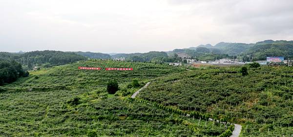 贵州哪里有贵长猕猴桃苗和东红猕猴桃苗出售