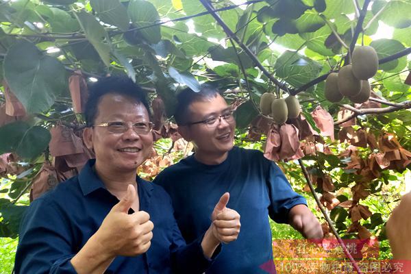 江西宜春奉新万亩生态猕猴桃园进入采摘期