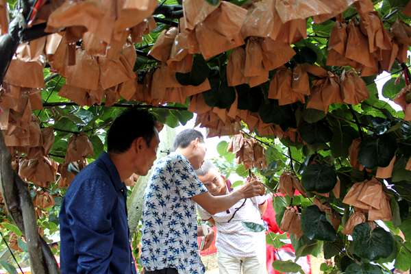 优质的红心猕猴桃成为贵州水城乡村振兴的支柱产业