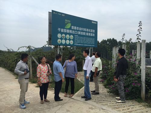 贵州遵义红心猕猴桃和大力发展种植有机专业面积将超过万亩