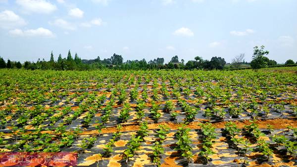 浙江上虞章镇红心猕猴桃种植面积最适合种植的地区