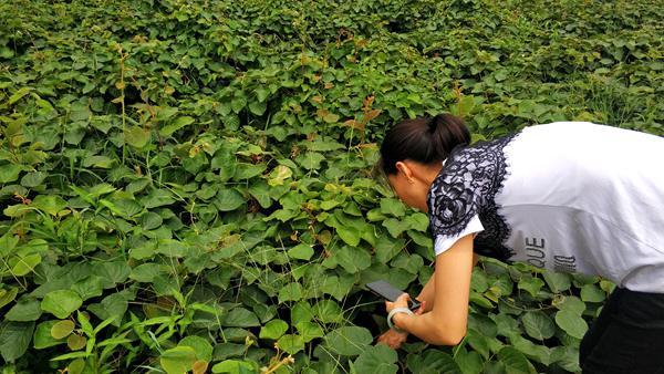 贵州水城可以供应红心猕猴桃嫁接苗的数量