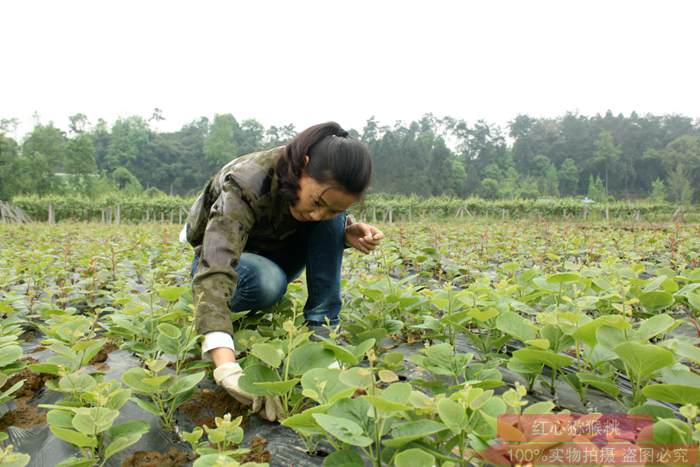 熟悉贵州高山红心猕猴桃的种植流程