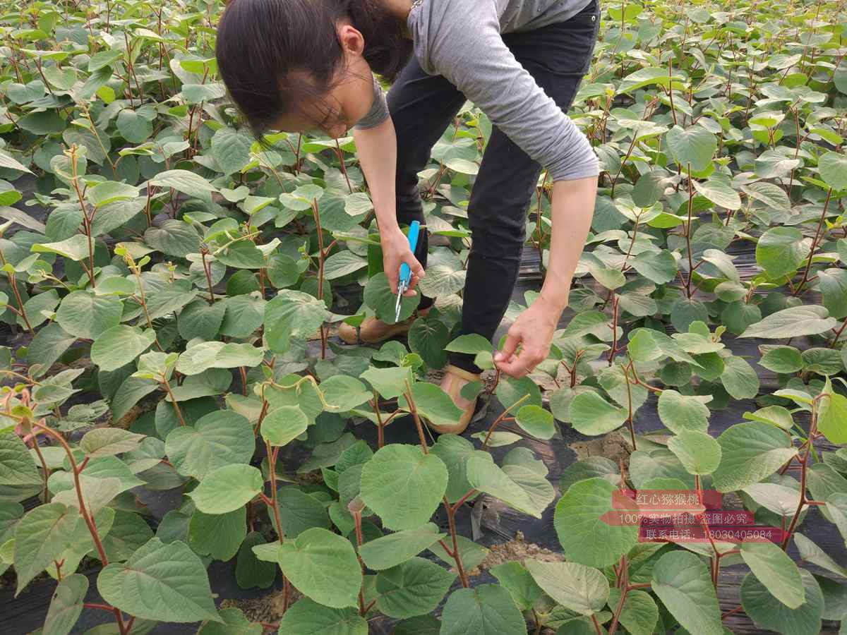 河南省西峡猕猴桃开发总公司 2022年高素质农民教育猕猴桃培训班招生简章