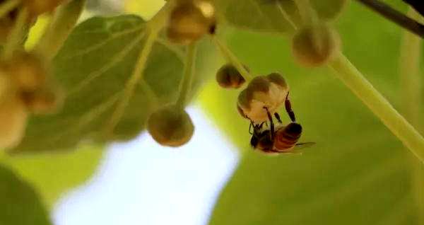 è¯¦ç»äºè§£çç´æ¡âééå¼è±âçç¹å¾ï¼æåæç²è´¨é