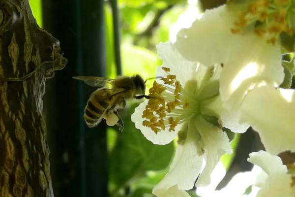 积极与国内大型连锁超市搭建大平台销售贵州高山红心猕猴桃花粉
