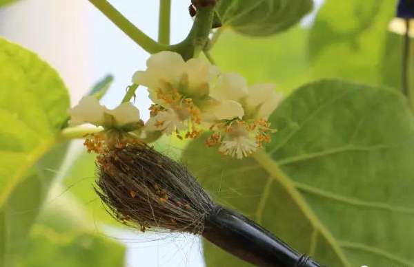 四川猕猴桃新品种“金艳猕猴桃”将亮相首都
