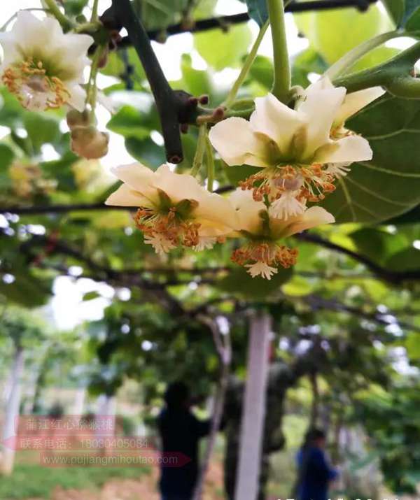 四川猕猴桃新品种“金艳猕猴桃”将亮相首都