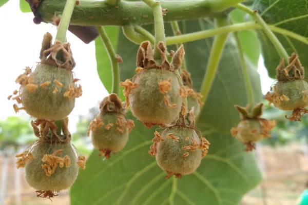 现在新西兰广泛种植的金奇异果源于中国的黄肉猕猴桃