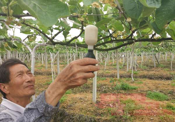 开始了贵州遵义红心猕猴桃花粉商业化栽培的历史