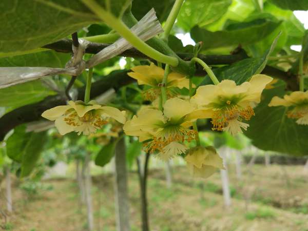 贵州凯里都匀安顺引进最甜的红心猕猴桃品种栽种