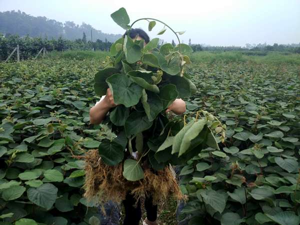 贵州贵长猕猴桃种苗培育基地成立了陕极