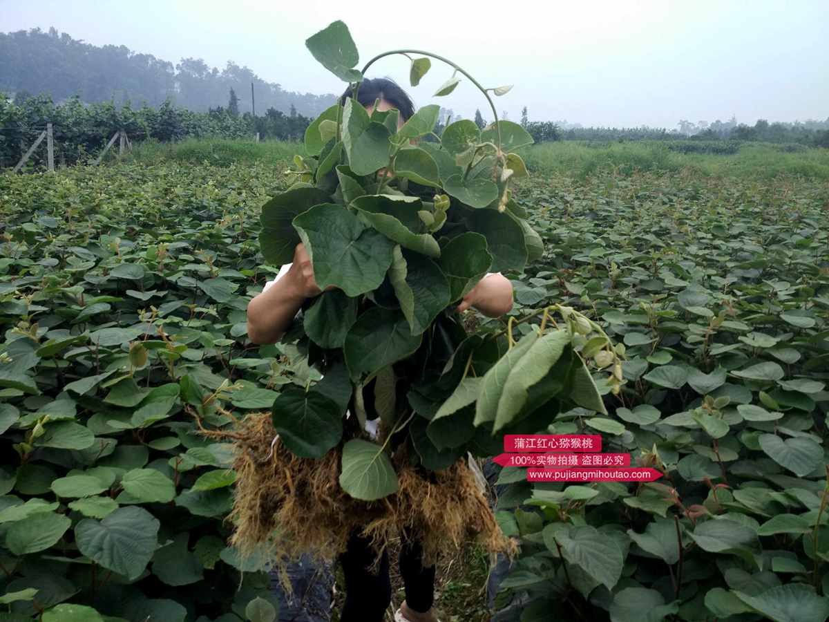 2019年贵州遵义播州区三岔镇红心猕猴桃产地收购价格多少钱一斤