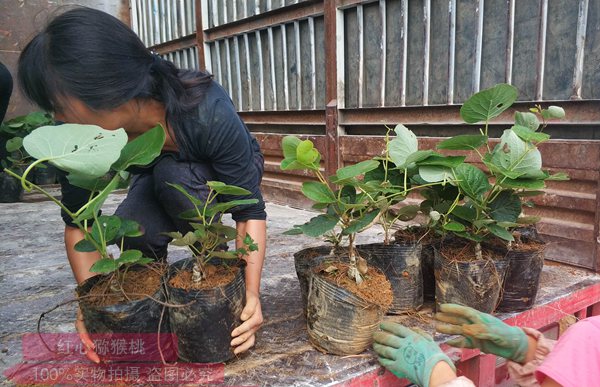 今年贵州水城最后一批新鲜采摘的红心猕猴桃