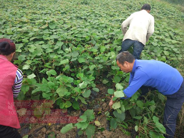 浙江已成为华东地区最大的红心猕猴桃产区
