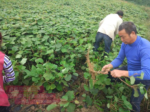 贵州大方县从四个方面促进猕猴桃产业