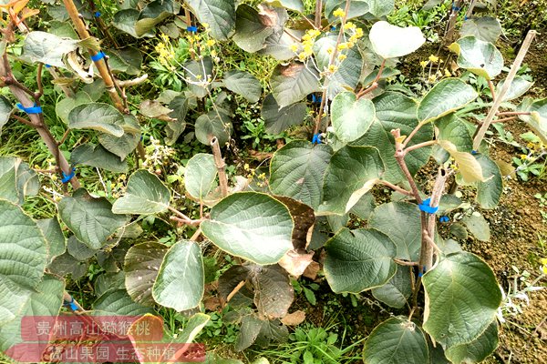 四川什邡创了新技术的到来自都特色品种红什猕猴桃