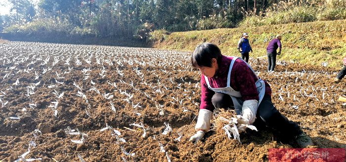 贵州瑞玉猕猴桃苗种植行距株距多少米一株