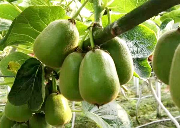 在贵州猕猴桃栽种技术里面介绍的种植行距和株距多少米一株