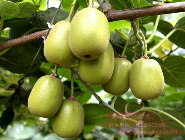 不同砧木对红阳猕猴桃植株生长和果实品质的影响