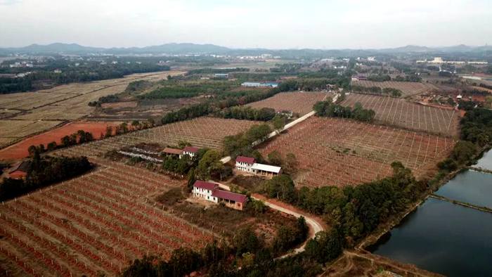 江西省赣州市安远县孔田镇和务村的猕猴桃种植园