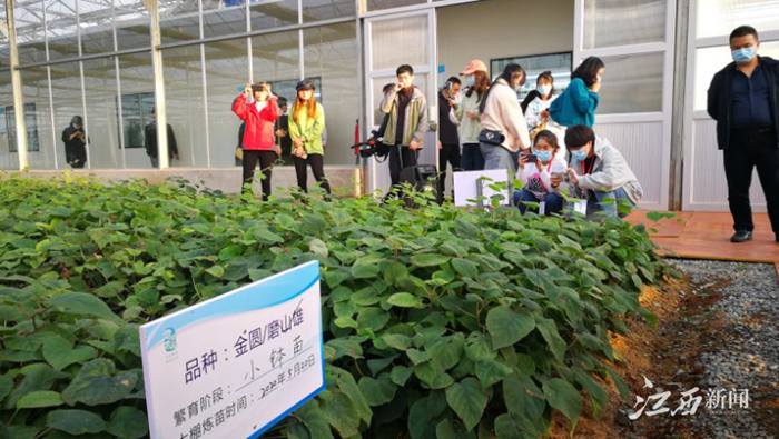 江西省抚州市临川区红心猕猴桃种植基地迎来开园采摘日