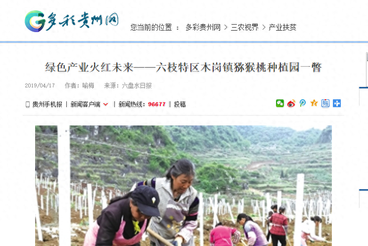 贵州六枝猕猴桃：3万亩地4800万流转金无着落，2万村民生活保障找谁？