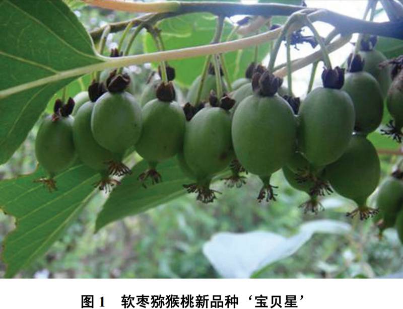 软枣猕猴桃新品种‘宝贝星’