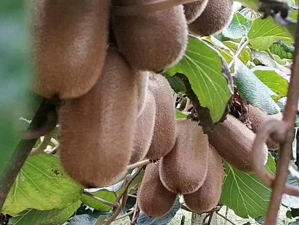 贵州贵长猕猴桃一般在什么时间采摘要多少钱一斤?