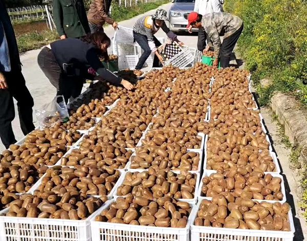 贵州贵阳市场上修文贵长猕猴桃可以批发到多少钱一斤价格