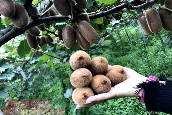 阳光金果猕猴桃种植化管理发展相关产业