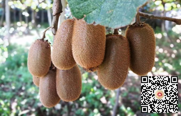 要根据阳光金果g3猕猴桃所需的营养来正确的施肥