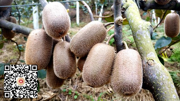 贵州贵阳红心猕猴桃含有丰富的碳水化合物