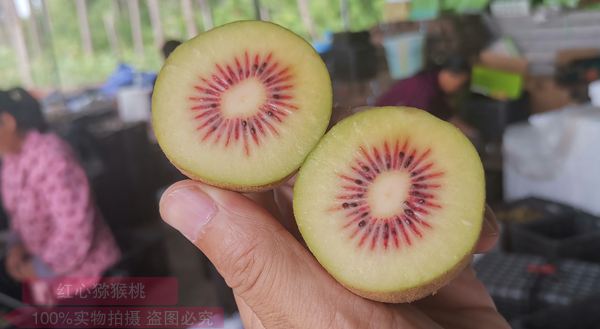 贵州中康农业科技有限公司种植的贵长猕猴桃开始出口泰国和新加坡
