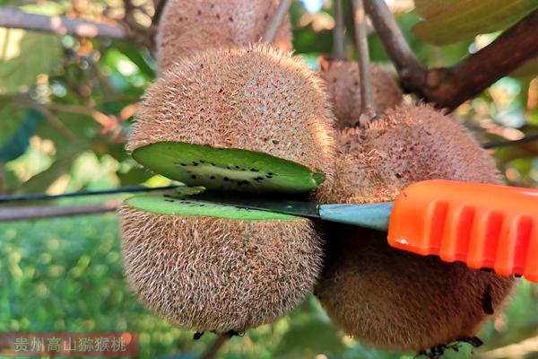 10个猕猴桃品种在贵州主产区的引种表现
