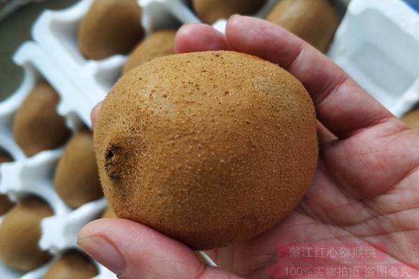 贵州毕节和铜仁红心猕猴桃进入了全面成熟采摘期