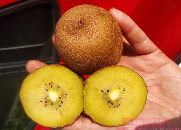 意大利果农开始与新西兰佳沃公司合作种植阳光金果