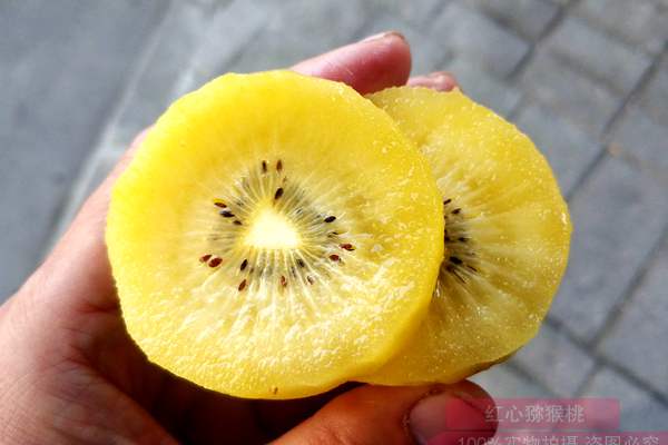 为新西兰阳光金果Kiwifruit几乎家家都有种植