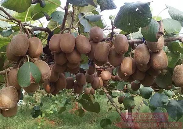 是世界公认的阳光金果g3猕猴桃最佳种植区