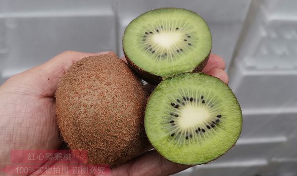 新西兰佳沛阳光金果g3猕猴桃的网上预售已经火热展开