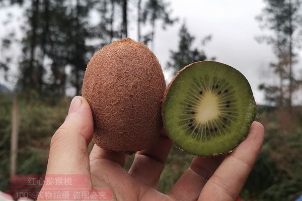 陕西贵州遵义播州区东红猕猴桃种苗不仅具有价格优势