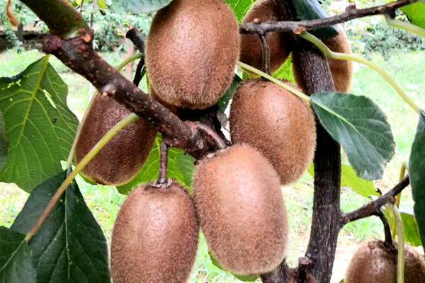 新品种瑞玉猕猴桃是不是真的有那么甜吗