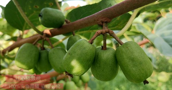 阳光金果g3猕猴桃种苗嫁接的技术“丰产”