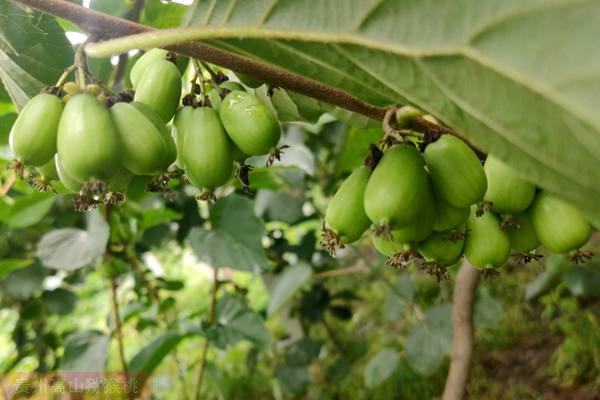 2020年美国推出巨型猕猴桃  软枣猕猴桃的栽培技术