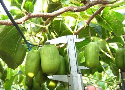 两千株阳光金果有机猕猴桃苗在安徽安庆扎根生长