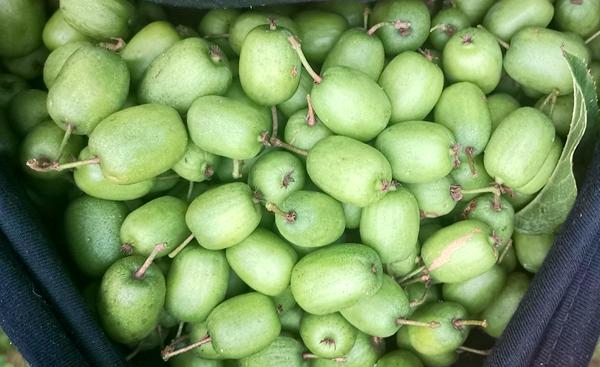 “迷你”版奇异果首上市 其实它叫软枣猕猴桃
