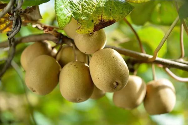 4个猕猴桃品种在云南省石漠化地区的引种表现 寻猕196表现不佳 甜度不高