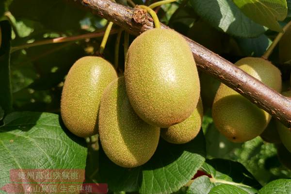 土地贵州翠玉猕猴桃嫁接苗种植
