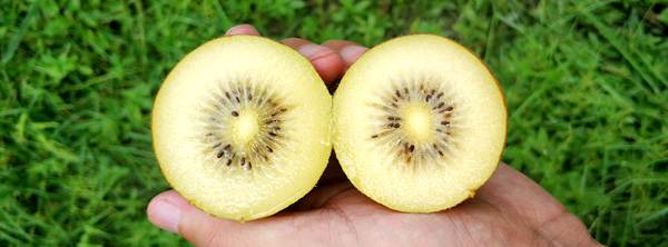 我想引进新西兰的阳光金果猕猴桃苗木哪里可以买到枝条和接穗