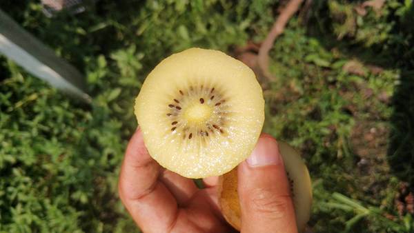 从原来老品种的猕猴桃改为阳光金果和魅力金果新品种